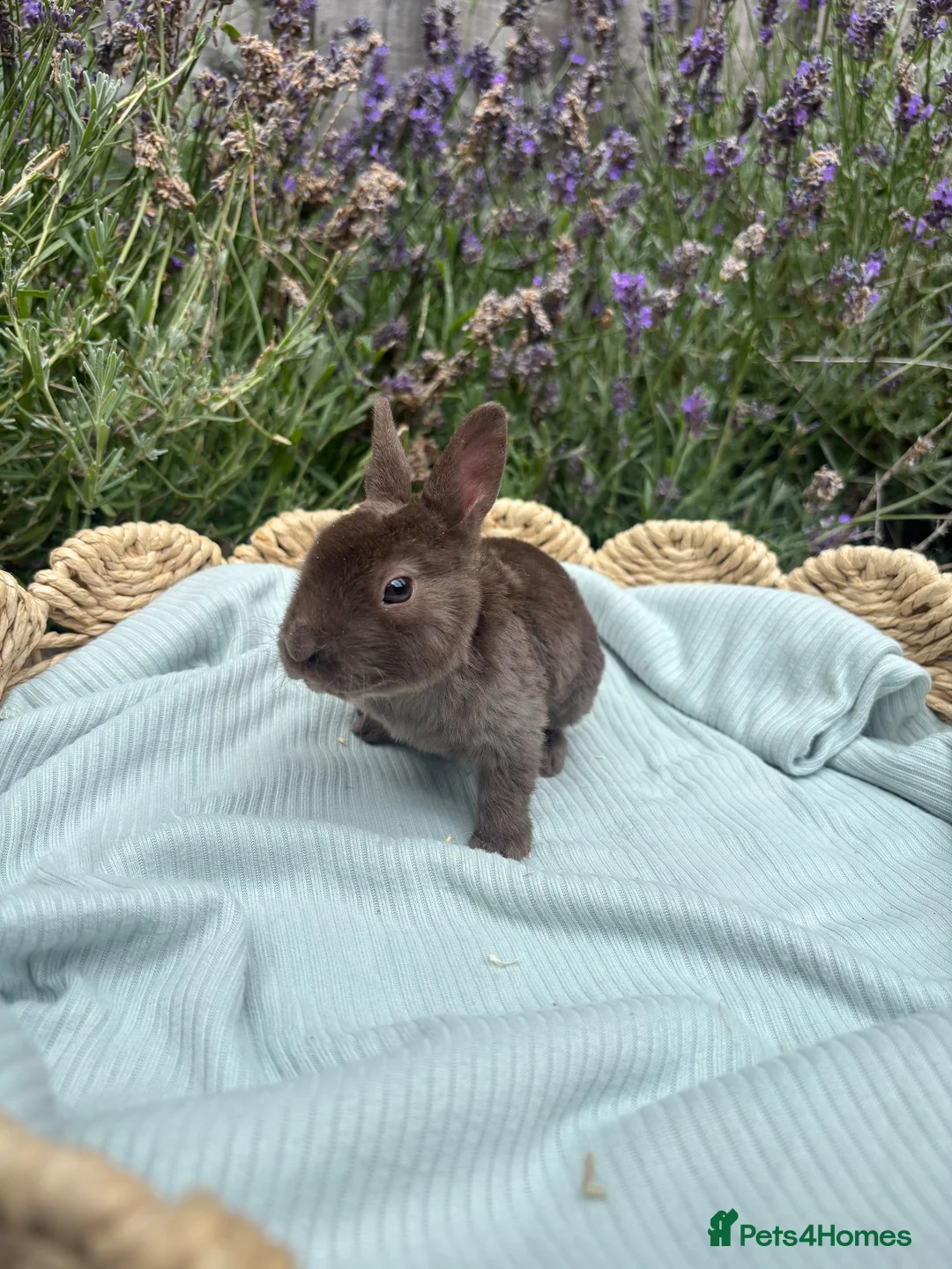 Rex rabbits for sale: Stunning mini Rex ready to reserve 🫶🏻 - Advert 7