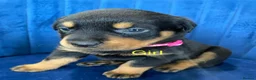 Rottweiler dogs for sale: kldrl exciting Pure/bred Rottweiler Pups in Hull - Advert 8