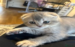 Scottish Fold cats for sale: Scottish Fold Boy - Image 8