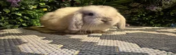 Mini Lop rabbits for sale: Superb pure bred mini lops available  - Advert 27