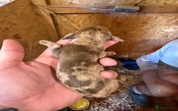 Dachshund dogs for sale: 7 cracking dachshund puppies  - Image 8