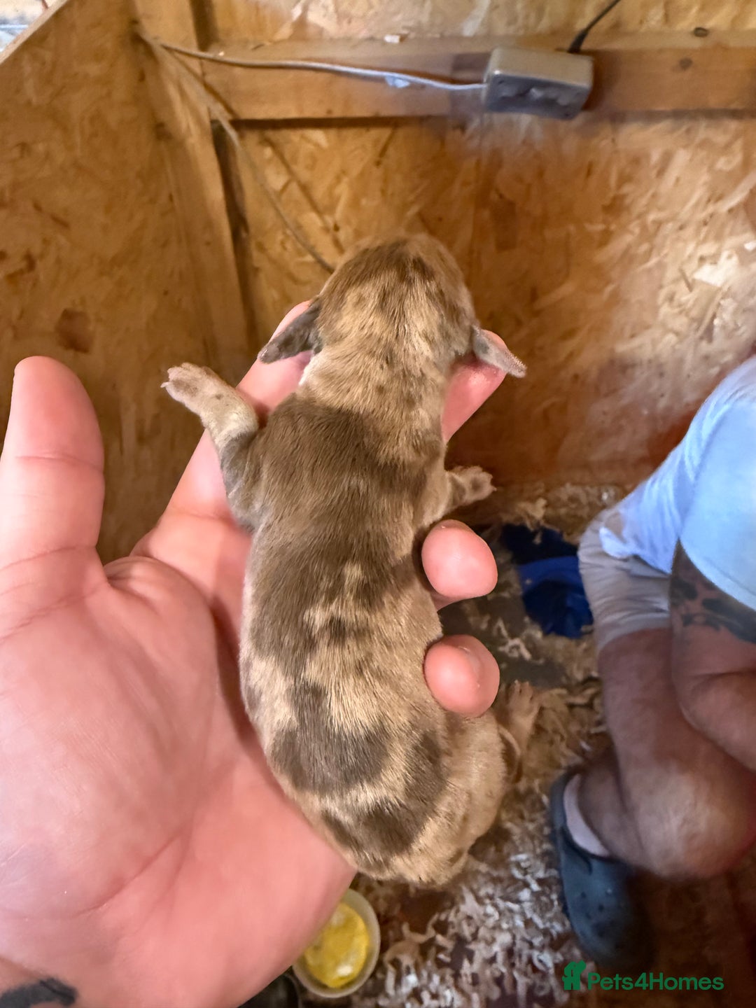 Dachshund dogs for sale: 7 cracking dachshund puppies  - Image 8