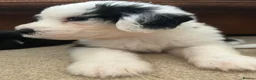 Old English Sheepdog dogs for sale:  Blue Eyes Old English Sheepdog Puppies  - Advert 11