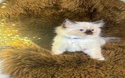Ragdoll cats for sale: GCCF Sealpoint Mitted/Blue Lynx Ragdoll kittens - Image 8