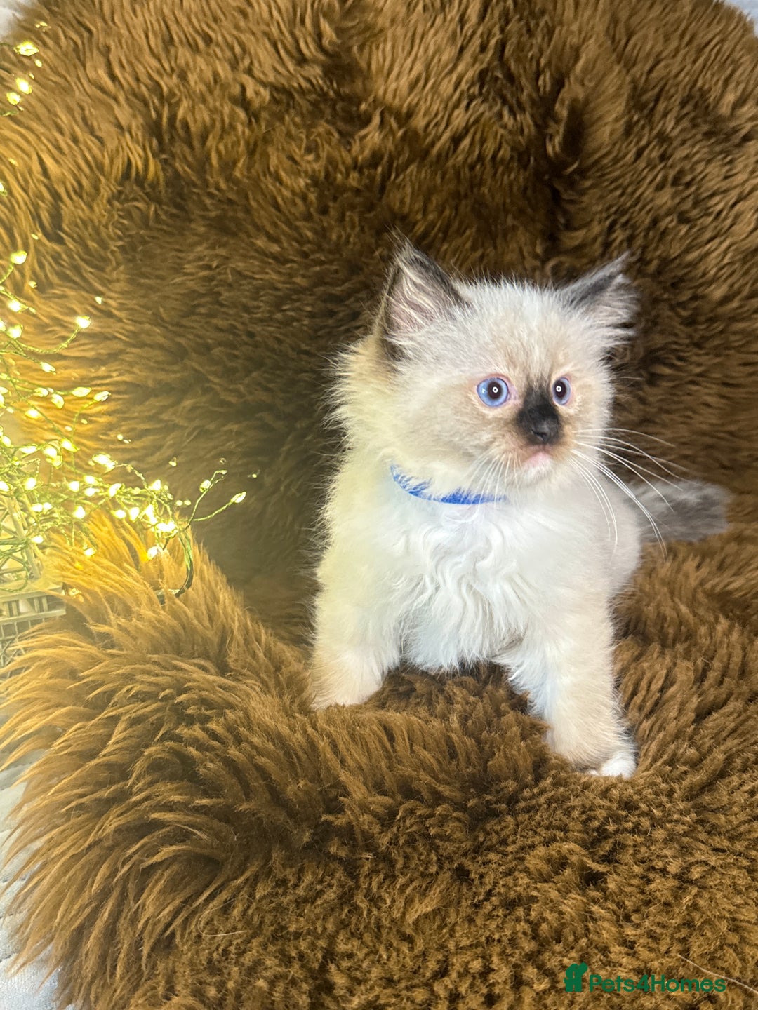 Ragdoll cats for sale: GCCF Sealpoint Mitted/Blue Lynx Ragdoll kittens - Image 8