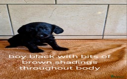 Doxiepoo dogs for sale: 9 beautiful doxiepoo puppies for sale  - Image 6