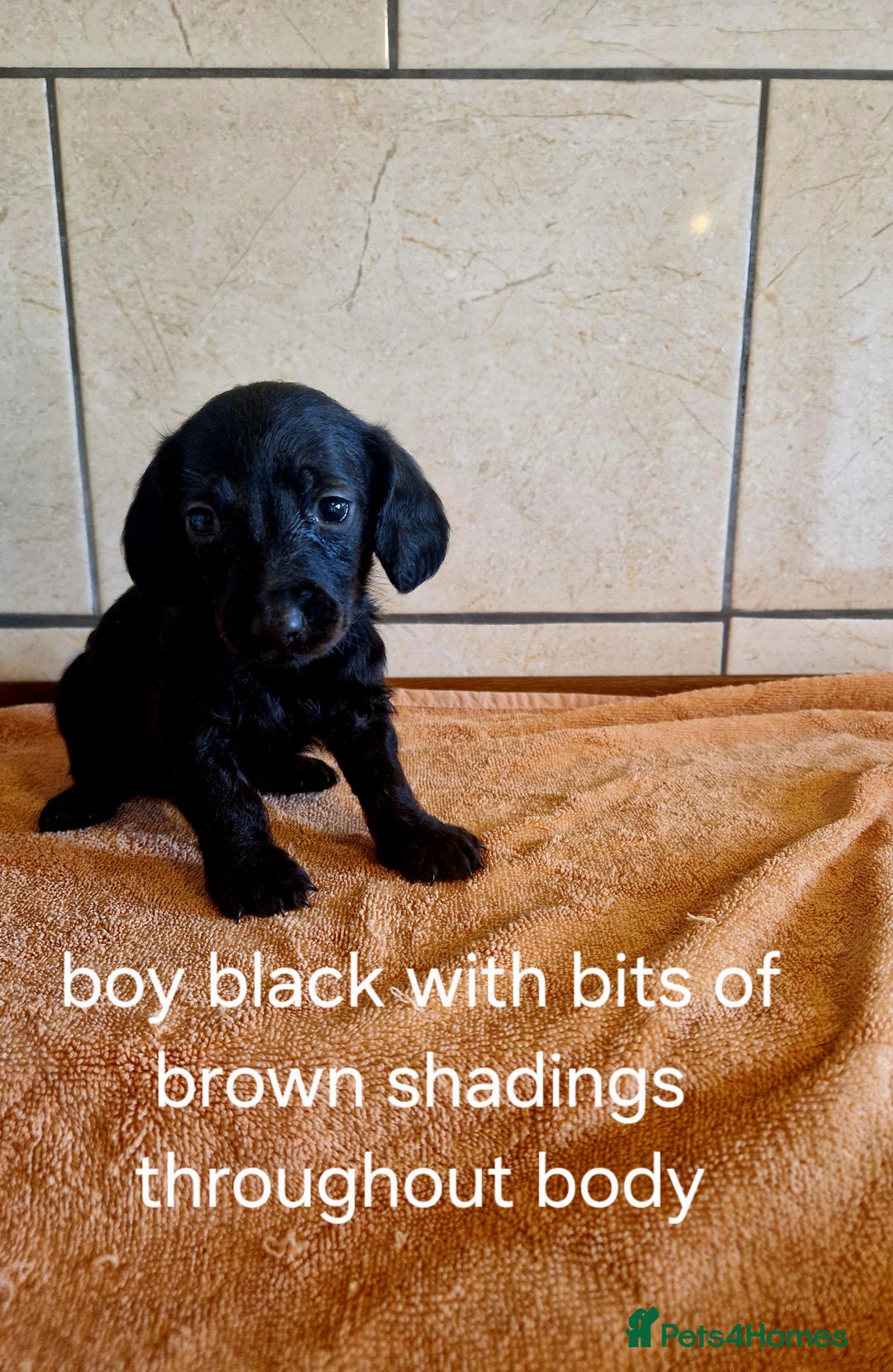 Doxiepoo dogs for sale: 9 beautiful doxiepoo puppies for sale  - Image 6