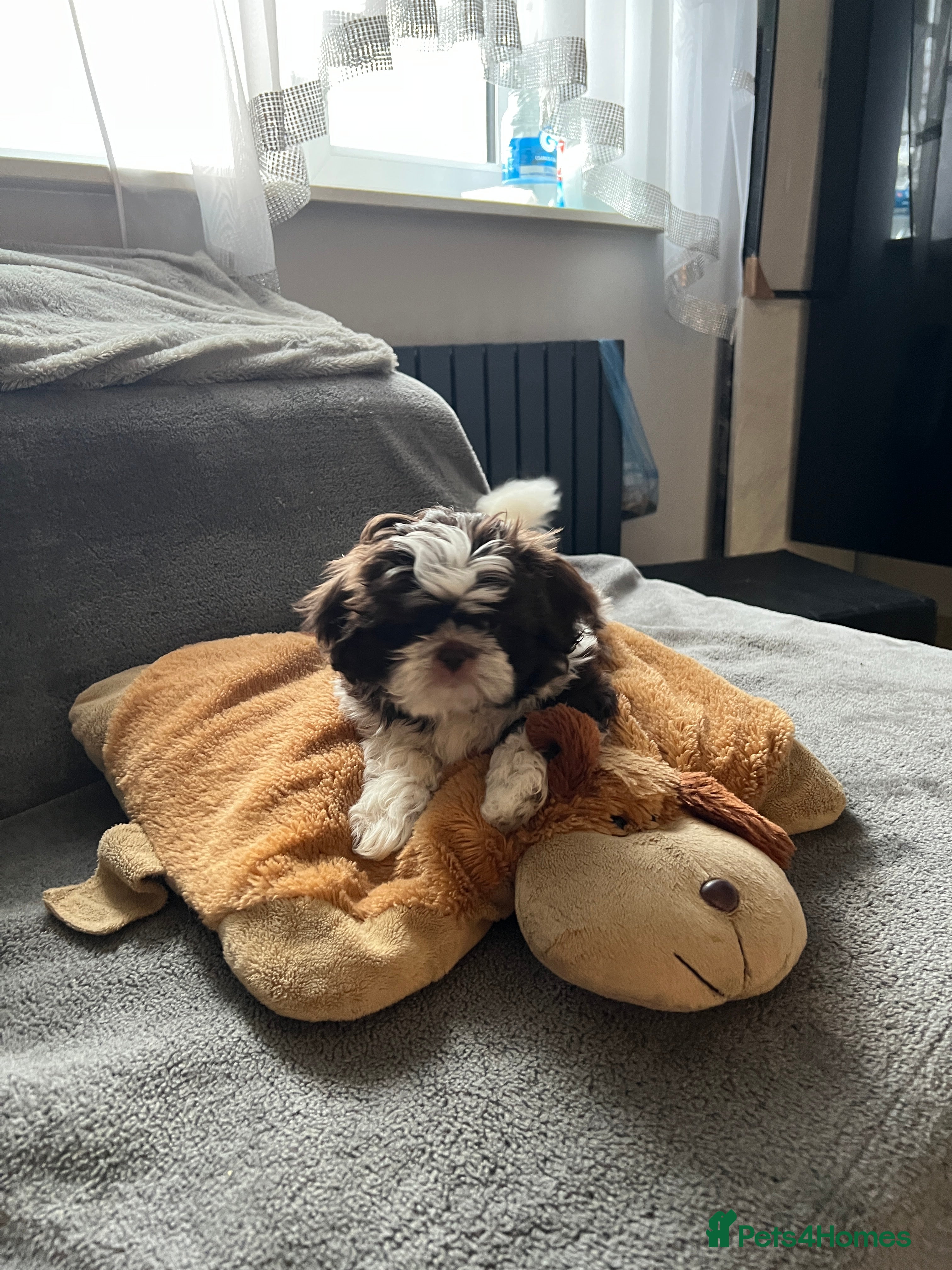 Shih Tzu dogs Shih Tzu - Advert 2