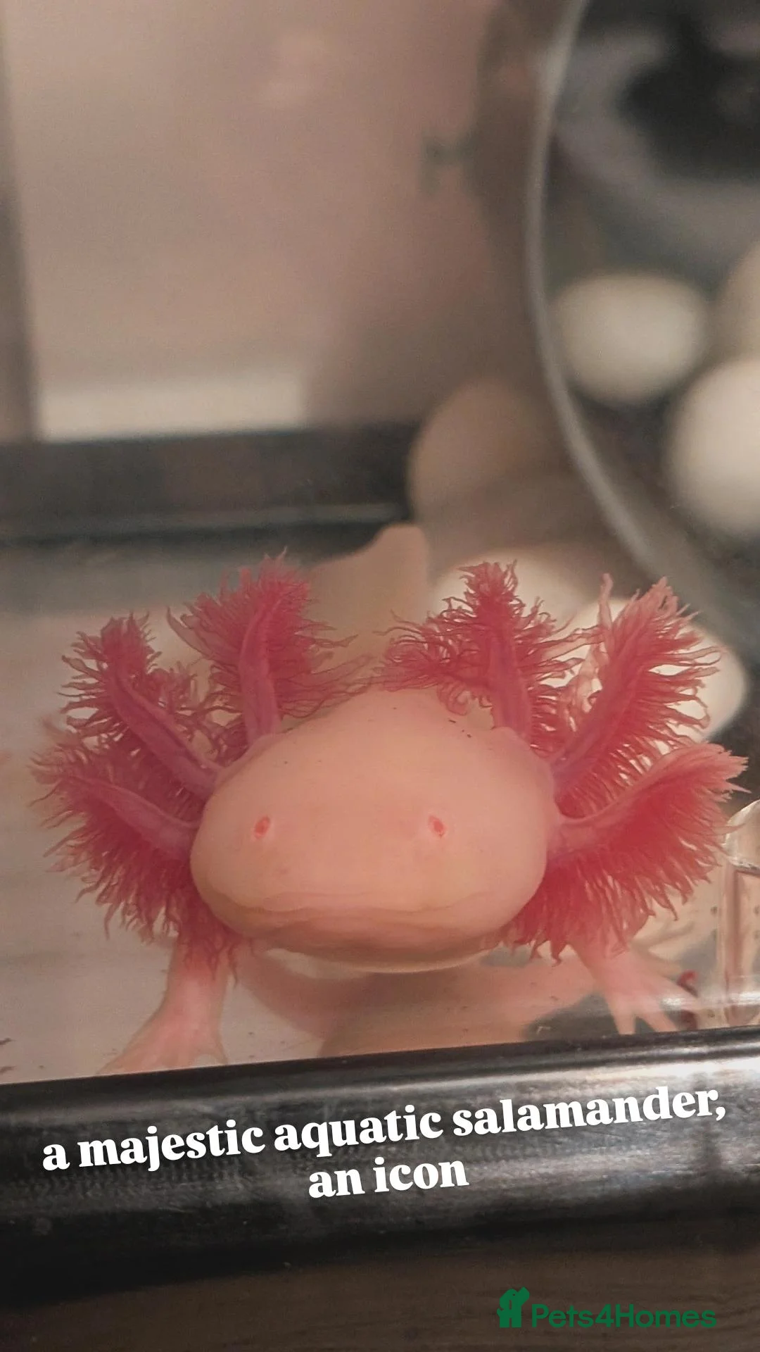 Axolotl reptiles for sale: Leucistic Axolotl - Advert 1