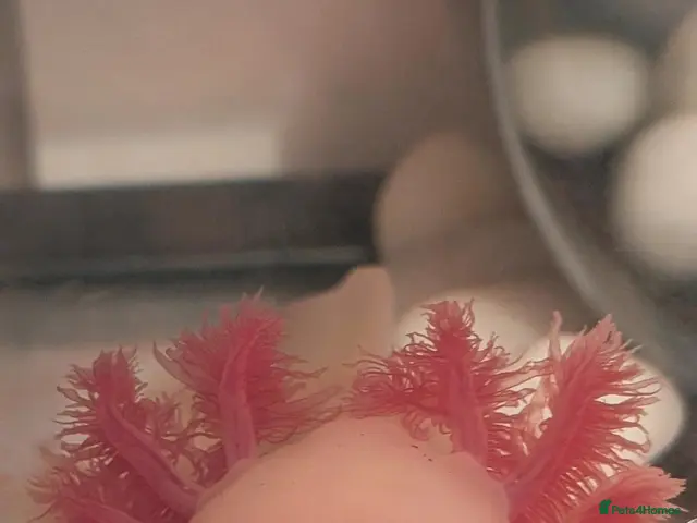 Axolotl reptiles Leucistic Axolotl - Advert 1