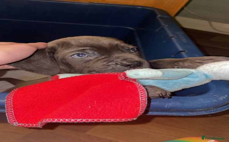 Cane Corso dogs - Advert 9