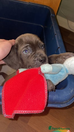 Cane Corso dogs - Advert 1