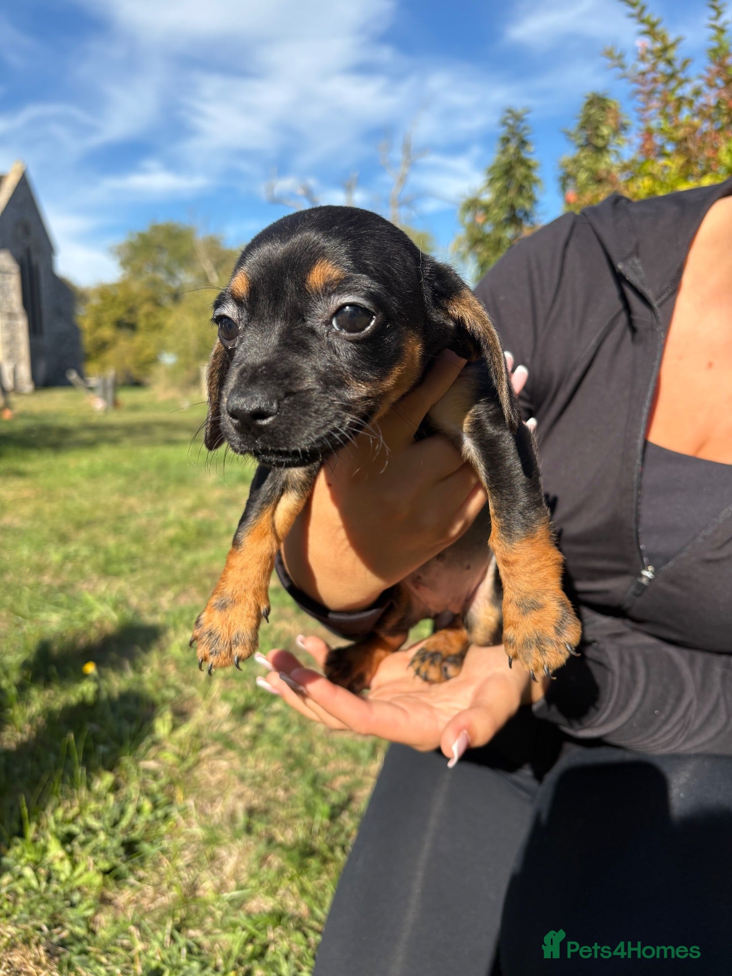 Mixed Breed dogs Last little baby girl available now - Advert 7