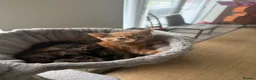 Mixed Breed cats for sale: Beautiful Kittens for Sale - Advert 5