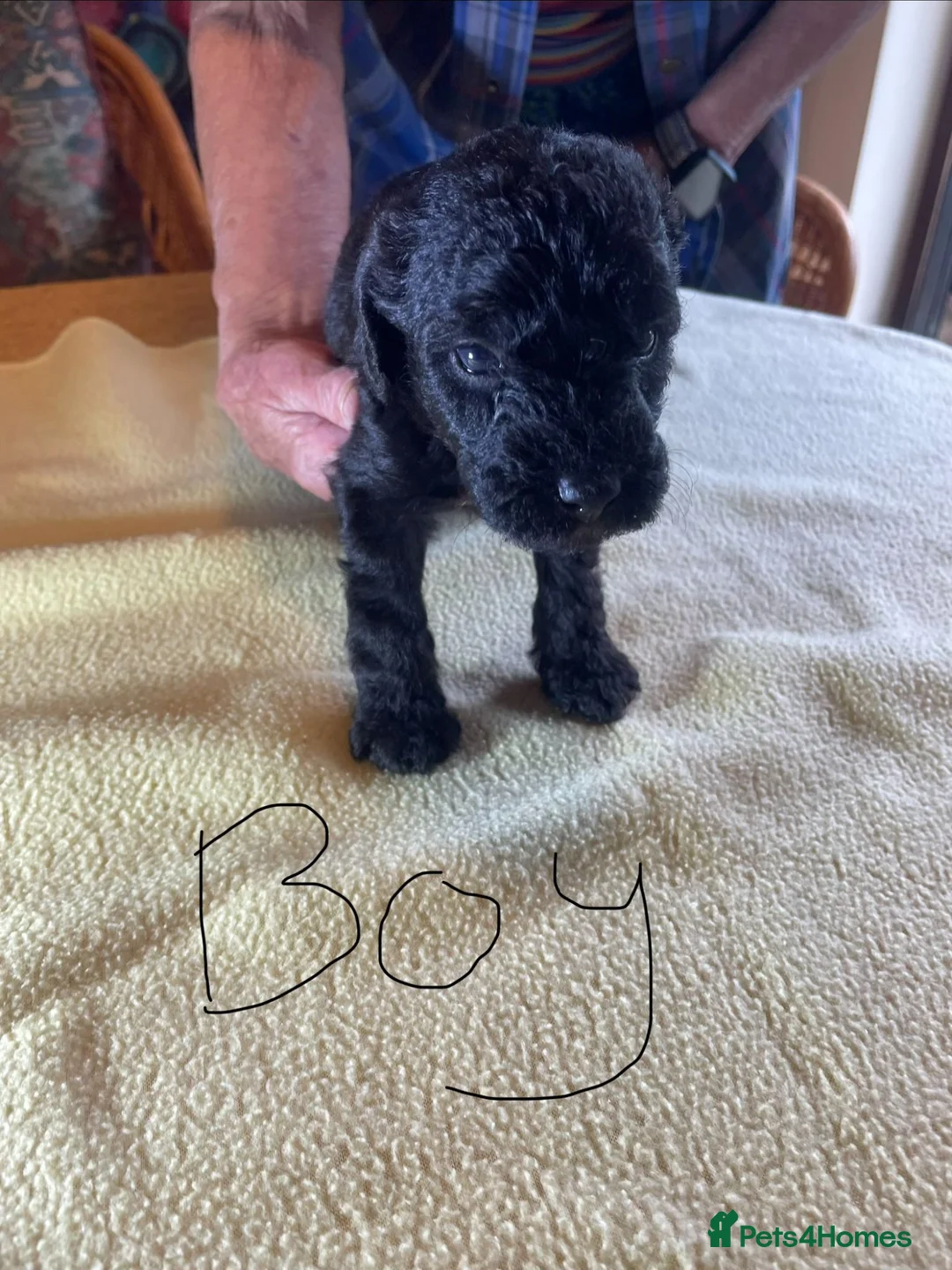 Bedlington Terrier dogs for sale: Bedlington Whippet Puppies in Sherborne - Advert 11