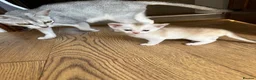 Abyssinian cats for sale: Silver Abyssinian kittens  - Advert 13
