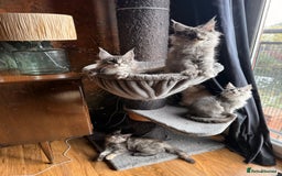 Maine Coon cats for sale: Tica registered Maine Coons from champion lines  - Image 26
