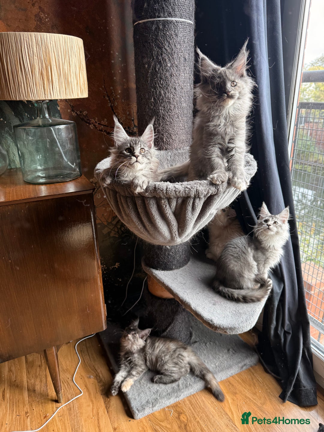 Maine Coon cats for sale: Tica registered Maine Coons from champion lines  - Image 26