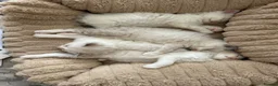 Ragdoll cats for sale: Pure Ragdoll Kittens - Advert 19