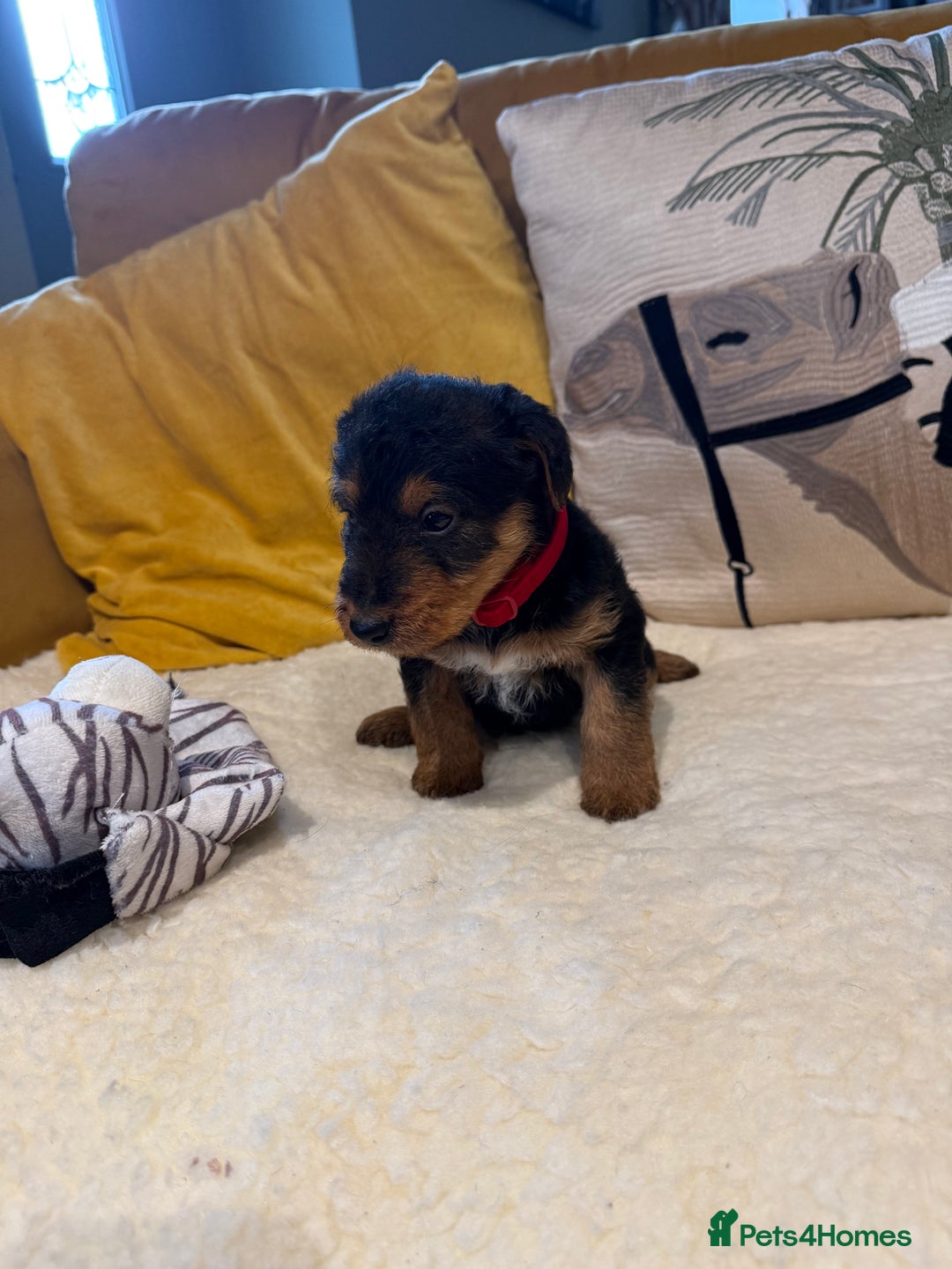 Mixed Breed dogs for sale: Airedale puppies  - Advert 5