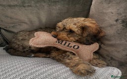 Cockapoo dogs for stud: **Proven** Cockapoo X Cavapoochon Stud - Image 33