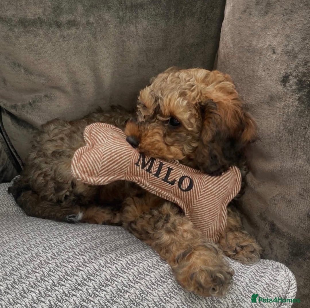 Cockapoo dogs for stud: **Proven** Cockapoo X Cavapoochon Stud - Image 33