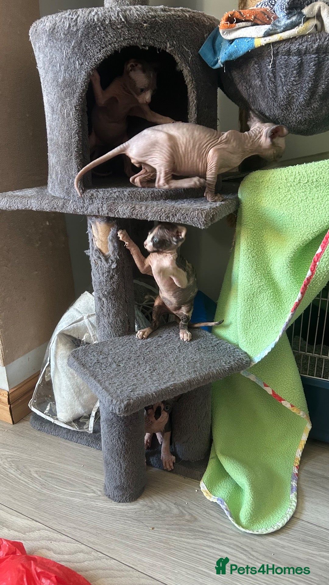 Sphynx cats Kittens are looking for new homes. - Advert 11
