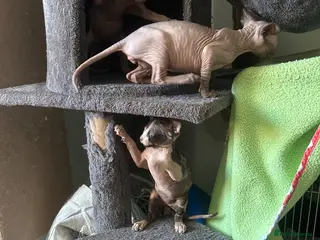 Sphynx cats Kittens are looking for new homes. - Advert 3