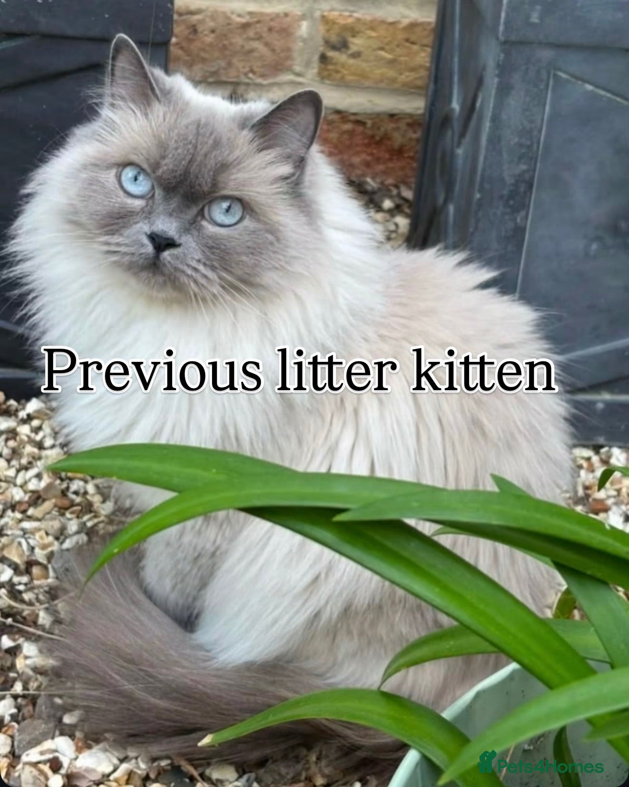 Ragdoll cats New Adorable and very fluffy pure Ragdoll kittens  - Advert 2
