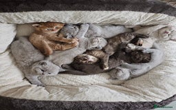 British Shorthair cats for stud: ⭐️LILAC STUD BOY ( GCCF, TICA REG )  in Preston - Image 7