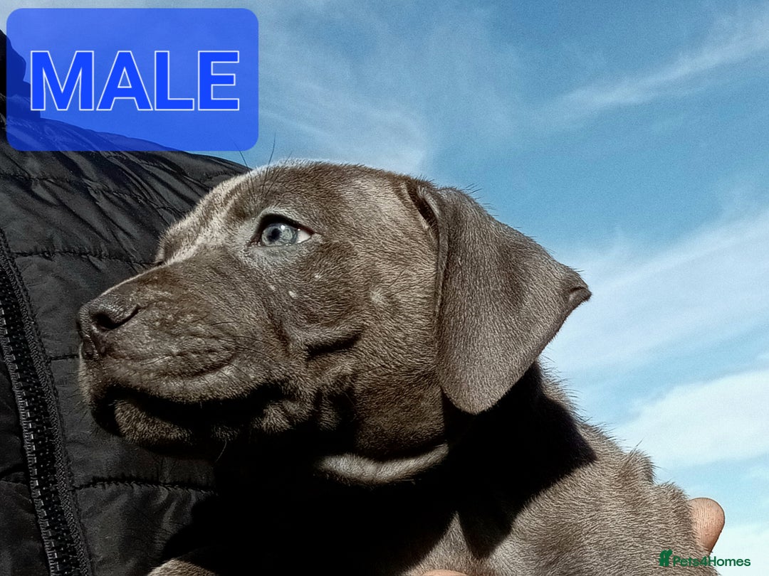 Staffordshire Bull Terrier dogs for sale: CHUNKY blue Staffordshire bull terror puppys - Image 9