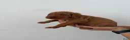 Hungarian Vizsla dogs for sale: Wirehaired Hungarian Vizsla - Advert 30