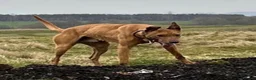 Mixed Breed dogs for sale: Male lurcher pup - Advert 3
