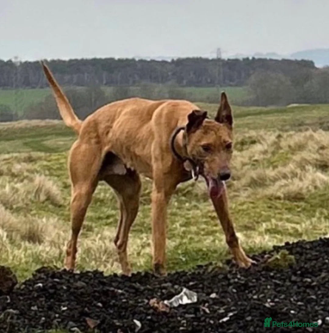 Mixed Breed dogs for sale: Male lurcher pup - Advert 3