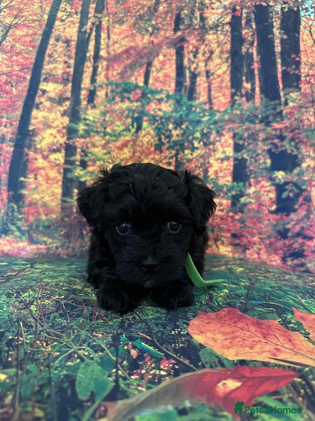 Maltipoo dogs for sale: Korean maltipoo puppies - Image 4