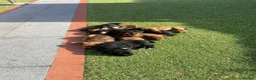 Patterdale Terrier dogs for sale: Pattadale terrier pups in Liverpool - Advert 3
