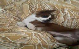 Mixed Breed dogs for adoption: Ornella  - Image 1
