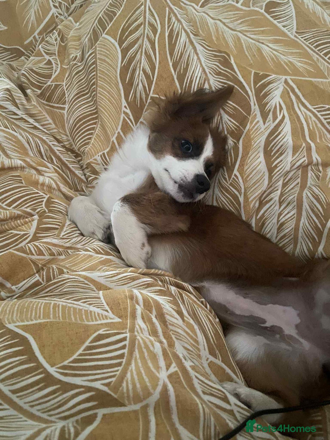 Mixed Breed dogs for adoption: Ornella  - Image 1