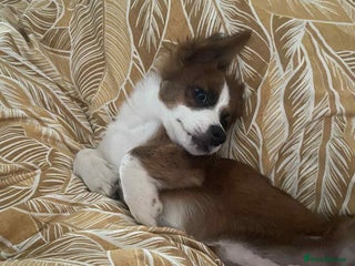 Mixed Breed dogs - Advert 9