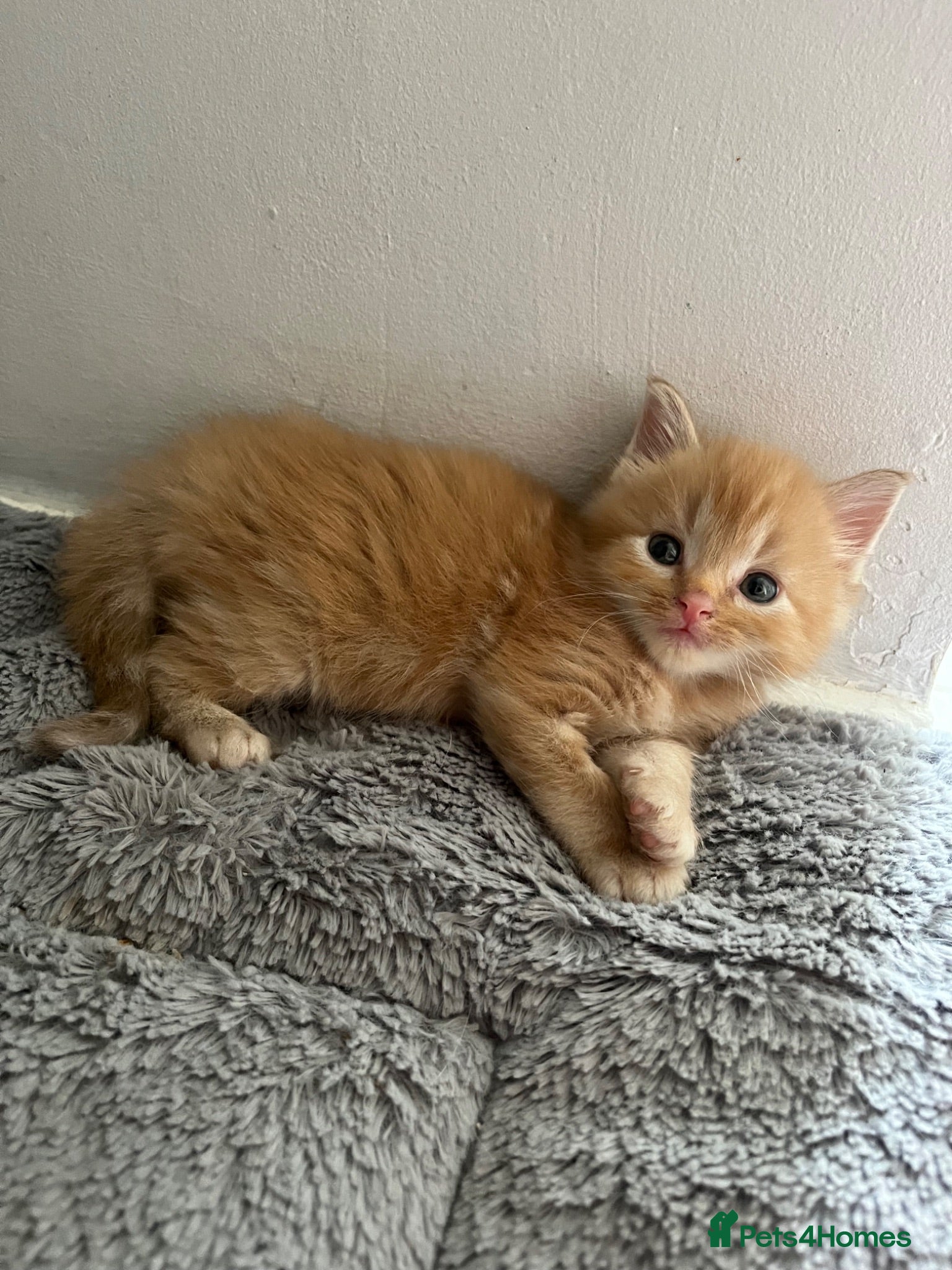 Mixed Breed cats 4 Adorable male kittens - Advert 2
