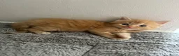 Mixed Breed cats for sale: 4 Adorable male kittens - Advert 2