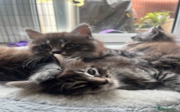Maine Coon cats for sale: Maine Coon Kittens for Sale 4 Boys Left  - Image 6