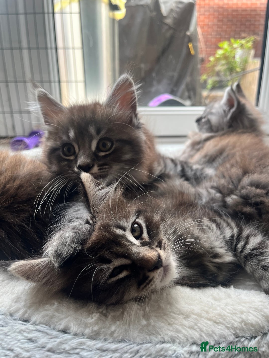 Maine Coon cats for sale: Maine Coon Kittens for Sale 4 Boys Left  - Image 6