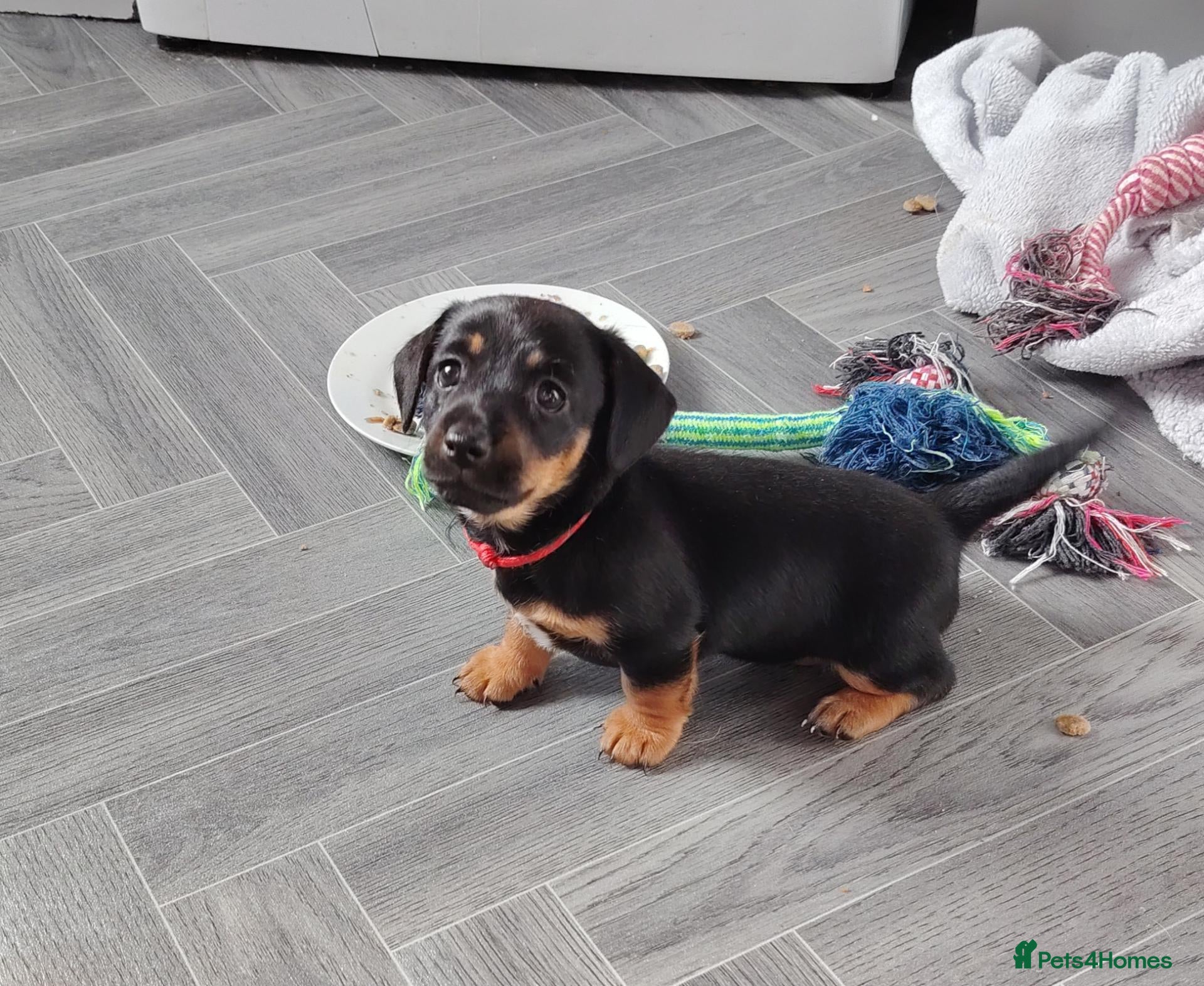 Jackshund dogs Jack Russell x miniature dachshund - Advert 1