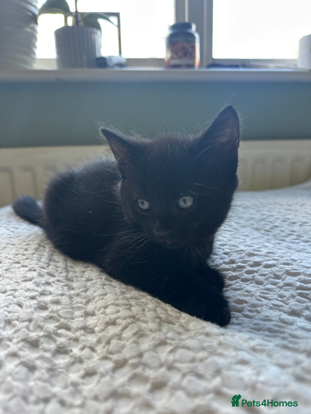 Mixed Breed cats for sale: A beautiful mix of kittens. - Image 4