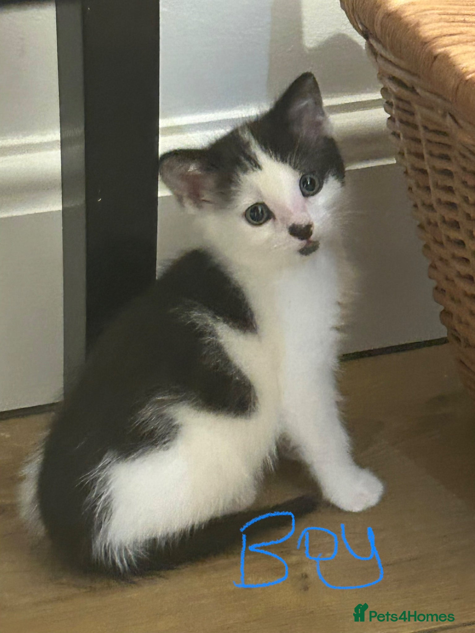 Turkish Angora cats Kittens Turkish angora mix - Advert 9