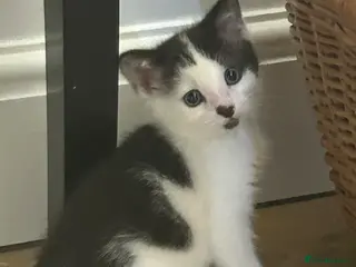 Turkish Angora cats Kittens Turkish angora mix - Advert 4