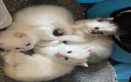 Ragdoll cats for sale: VERY RARE CREAM FLARE BICOLOUR RAGDOLL KITTEN - Image 3