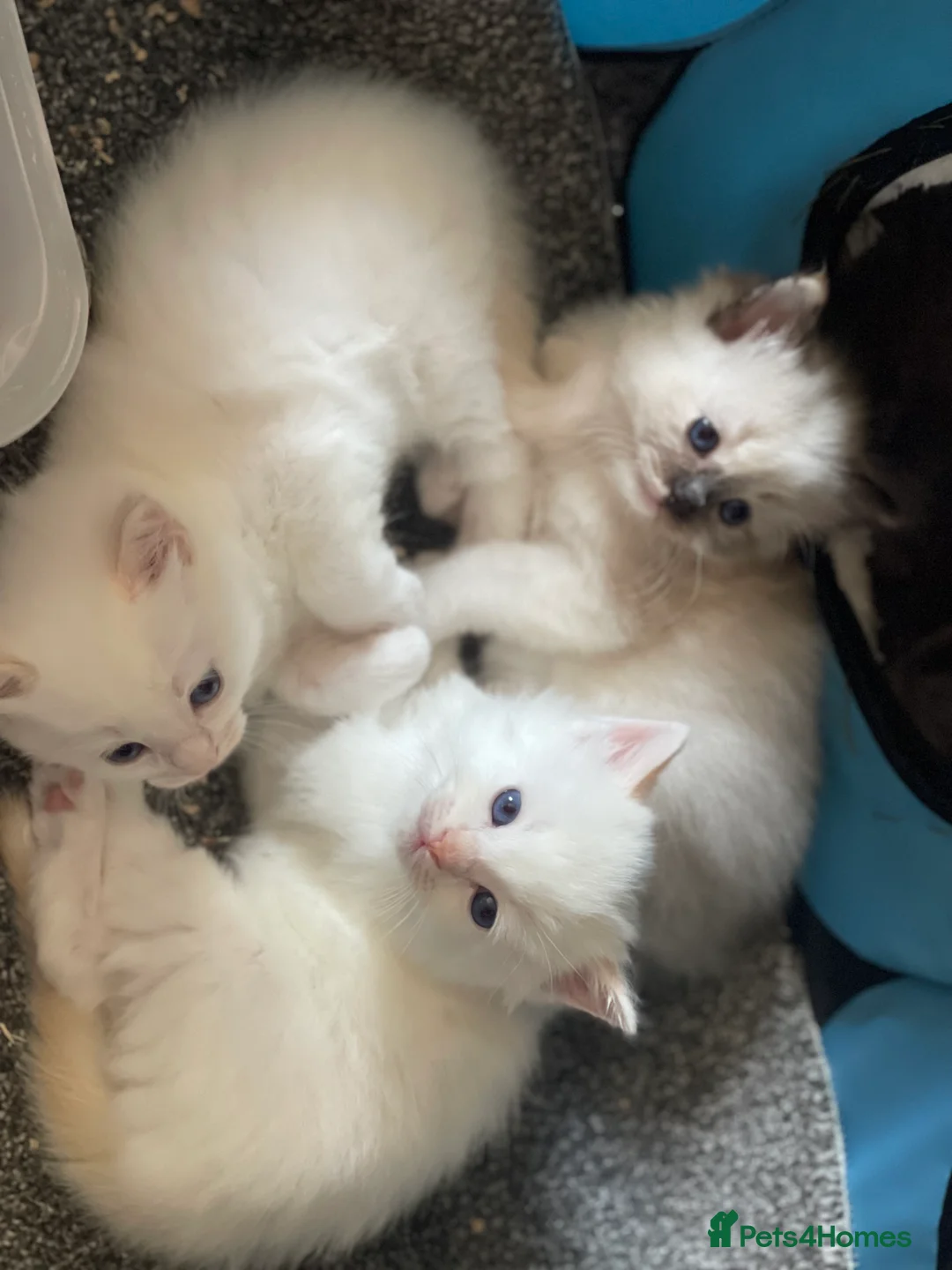 Ragdoll cats for sale: VERY RARE CREAM FLARE BICOLOUR RAGDOLL KITTEN - Advert 3