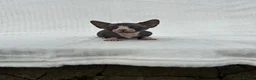 Sphynx cats for sale: Male bambino sphynx  in Cwmbran - Advert 7